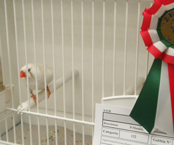 Zebras (1° class. cat. ino femmina)