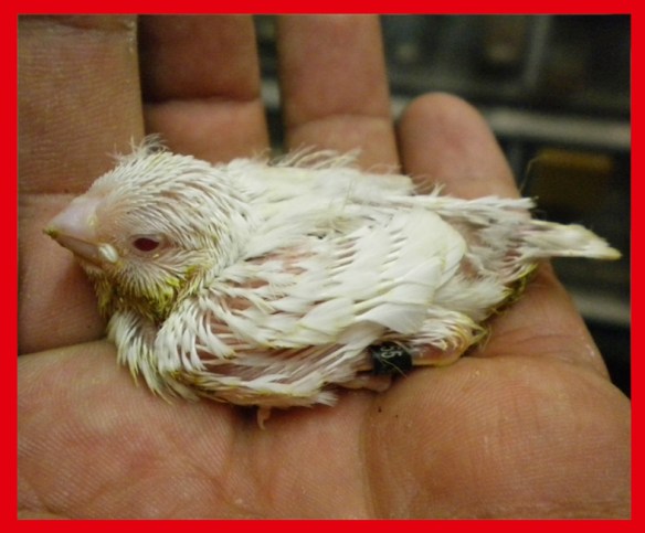 Grigio ino a 10 giorni