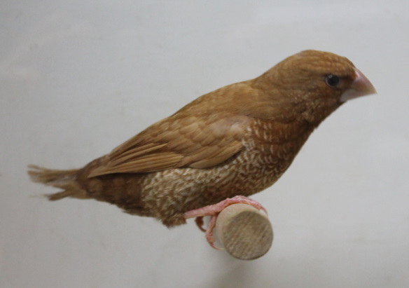 Rosso bruno (maschio)