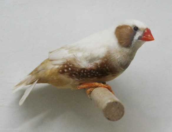 Bruno guancia (maschio)