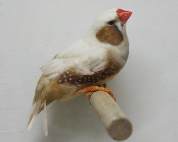 Bruno guancia (maschio)