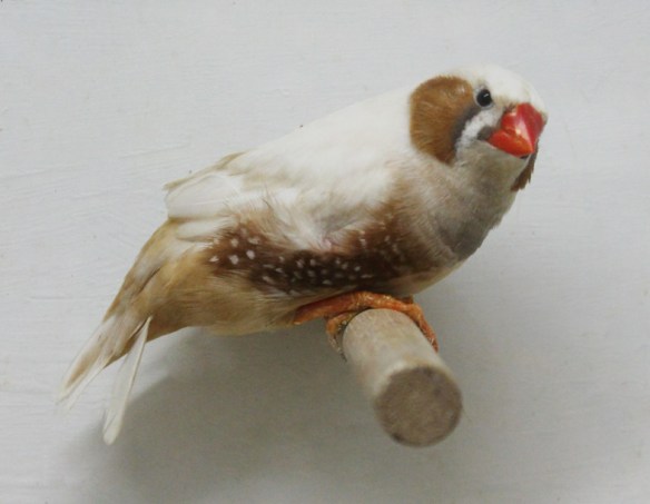 Bruno guancia (maschio)