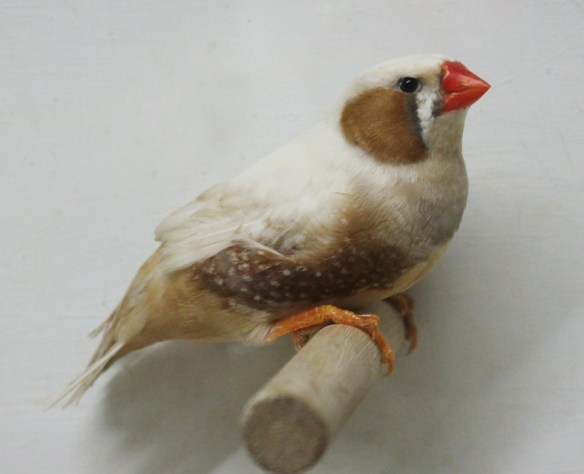 Bruno guancia (maschio)