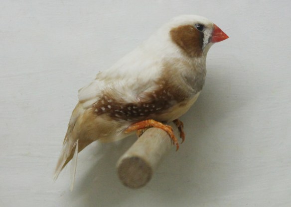 Bruno guancia (maschio)