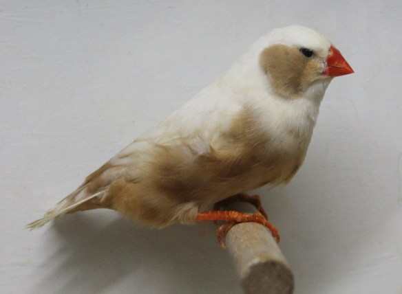 Bruno guancia (femmina)