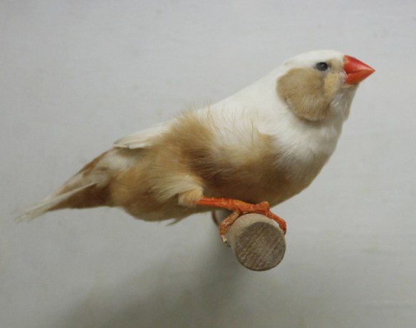 Bruno guancia (femmina)