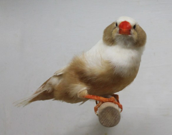 Bruno guancia (femmina)