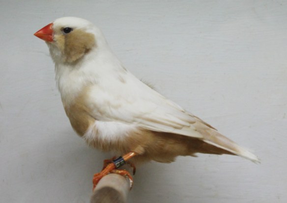 Bruno guancia (femmina)