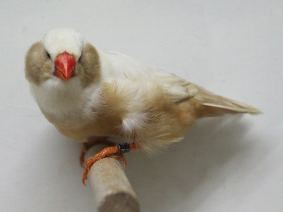 Bruno guancia (femmina)