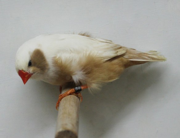 Bruno guancia (femmina)