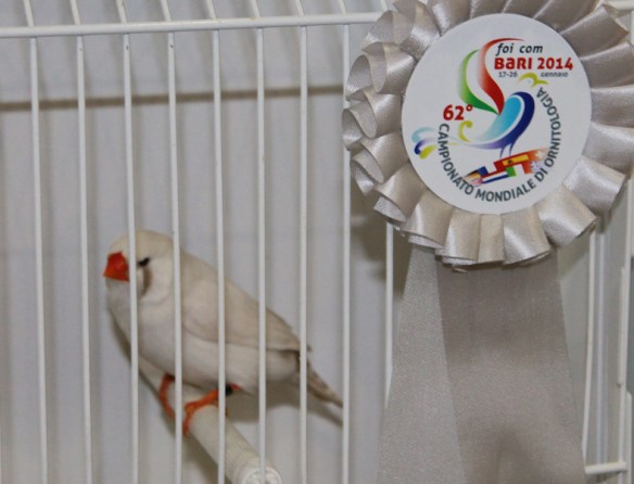 Campionato Mondiale 2014 (2° class. cat. altre mutazioni)