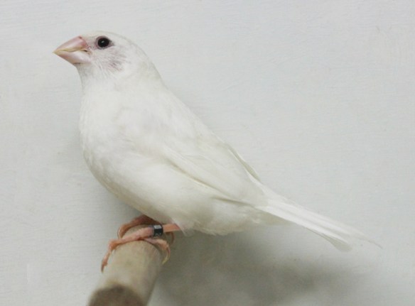Bianco (maschio)