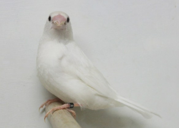Bianco (maschio)