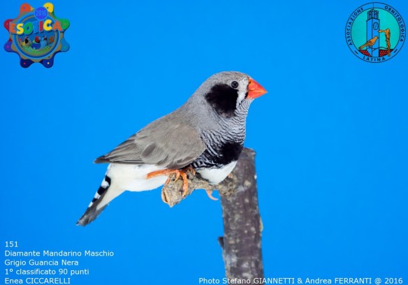 151_grigio-guancia-nera-maschio-1-90-pti-ciccarelli-enea-img_0271_1