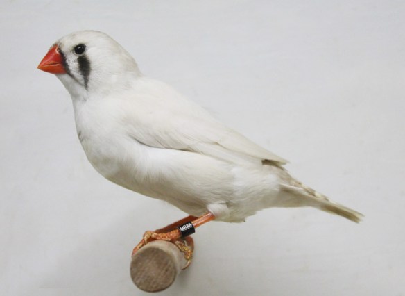 Grigio mascherato occhio nero (femmina)