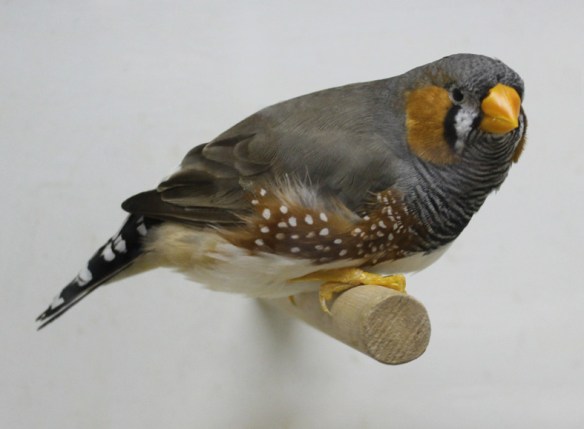 Grigio becco giallo (maschio)