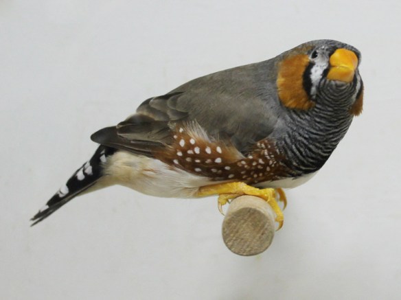 Grigio becco giallo (maschio)