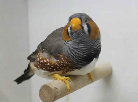 Grigio becco giallo (maschio)