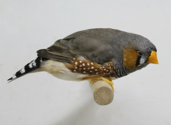 Grigio becco giallo (maschio)