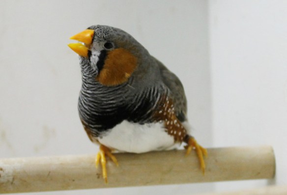 Grigio becco giallo (maschio)