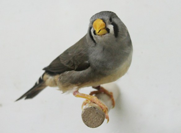 Grigio becco giallo (femmina)