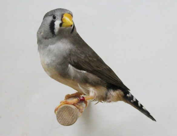 Grigio becco giallo (femmina)