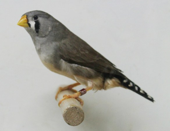 Grigio becco giallo (femmina)