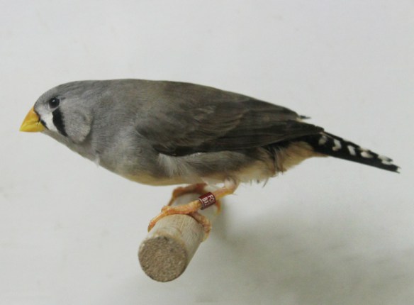 Grigio becco giallo (femmina)