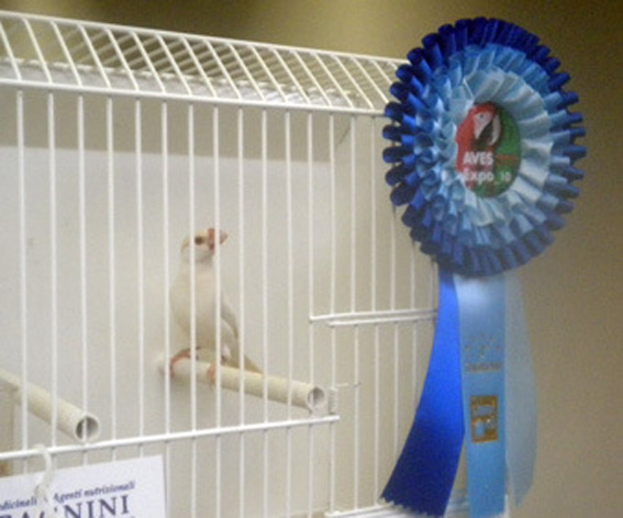 Padda ino (1° class. Exotica 2010, cat. altre mutazioni)