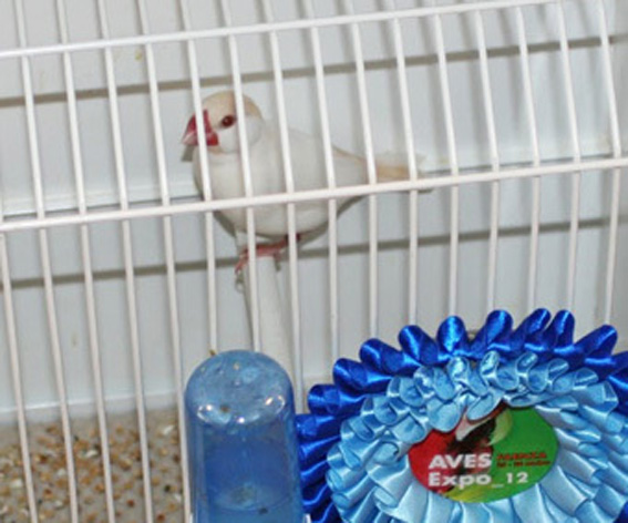 Padda ino (1° class. Exotica 2010, cat. altre mutazioni)