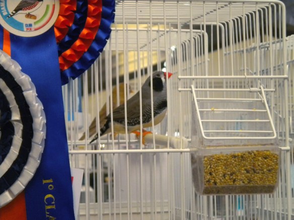 Best in show Mostra specialistica del diamante mandarino di Macerata 2009