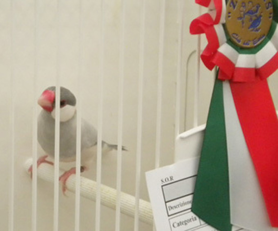 Padda opale (1° class. Exotica 2012)