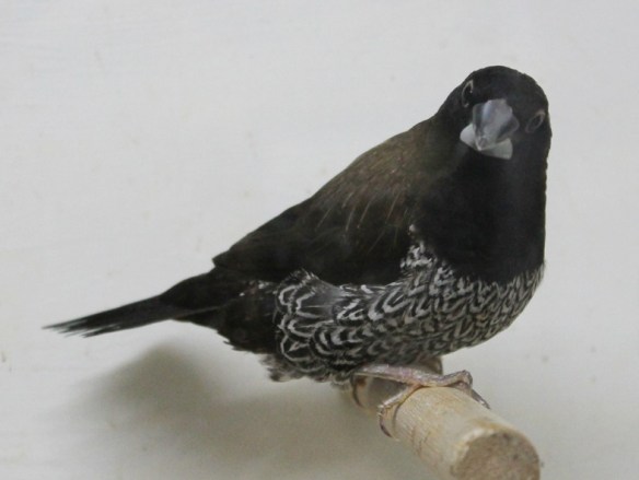 Nero bruno (maschio)