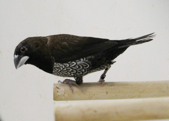 Nero bruno (maschio)