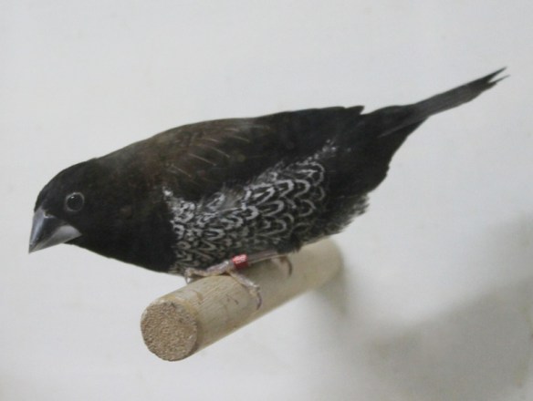 Nero bruno (maschio)