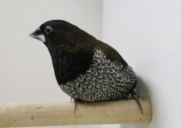 Nero bruno (maschio)