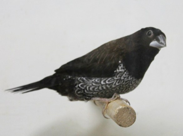 Nero bruno (maschio)