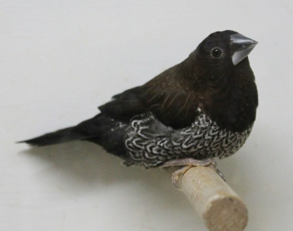 Nero bruno (maschio)