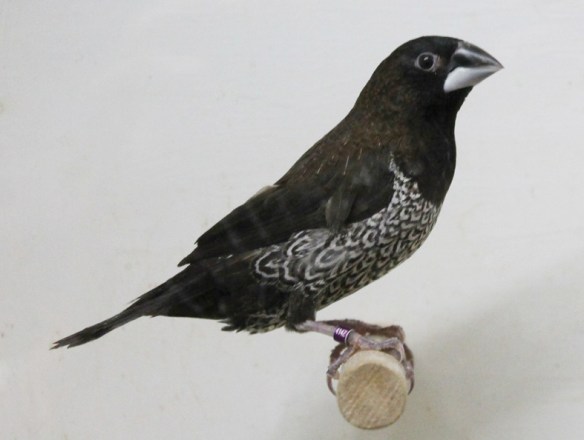 Nero bruno (femmina)