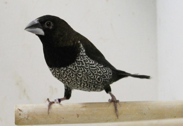 Nero bruno (femmina)