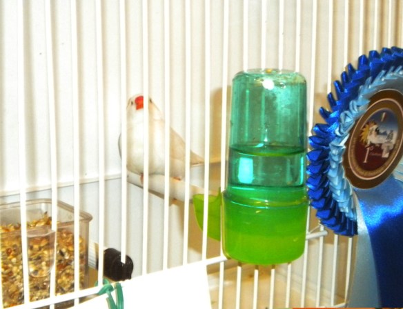 Campionato Italiano Ercolano 2009 (2° class. maschio)