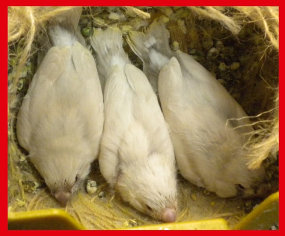 Due grigio mascherato o. r. con al centro un grigio ino a 20 giorni