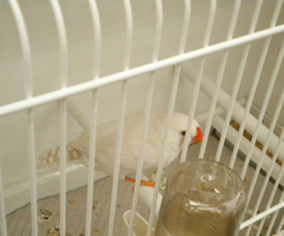 Zebras (1° class. cat. ino femmina)