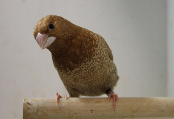 Rosso bruno (maschio)