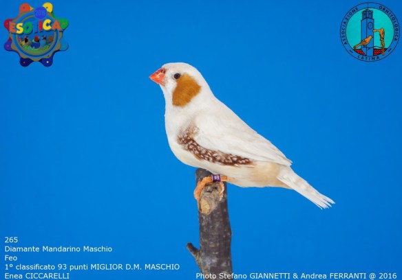 265_feo-maschio-1-93-pti-best-maschio-ciccarelli-enea-img_0723_1