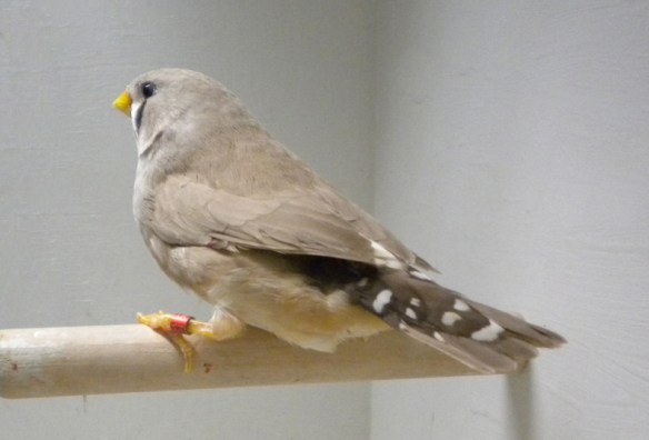 Campionato Mondiale Piacenza 2009-2010 (2° class. cat. becco giallo)