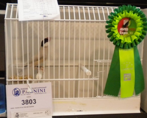 Padda Mascherato (2° class. Exotica 2011)