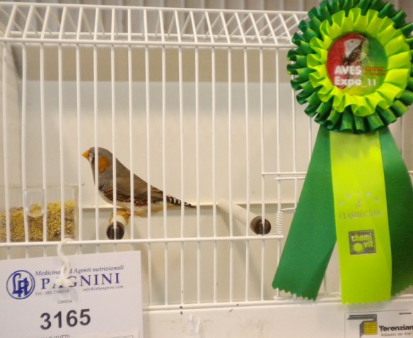 Exotica 2011 (2° class. becco giallo)