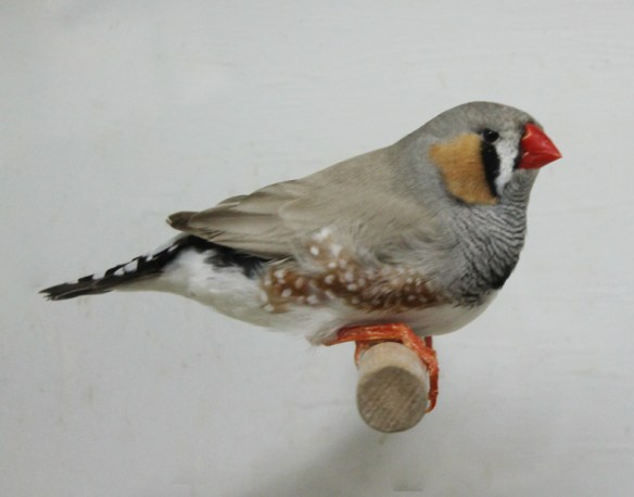 Grigio dorso chiaro (maschio)