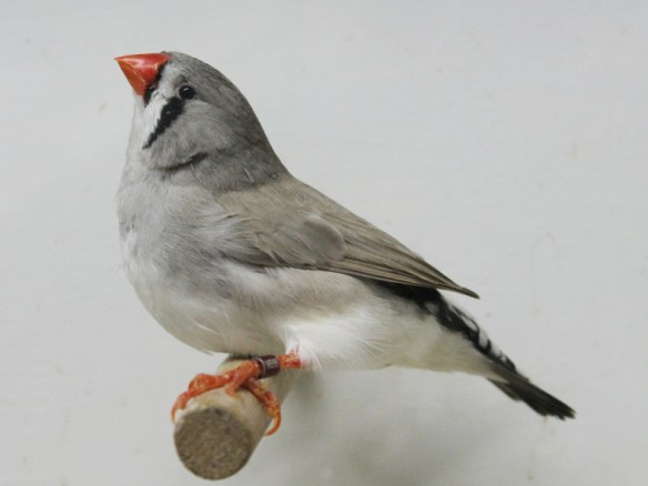 Grigio dorso chiaro (femmina)